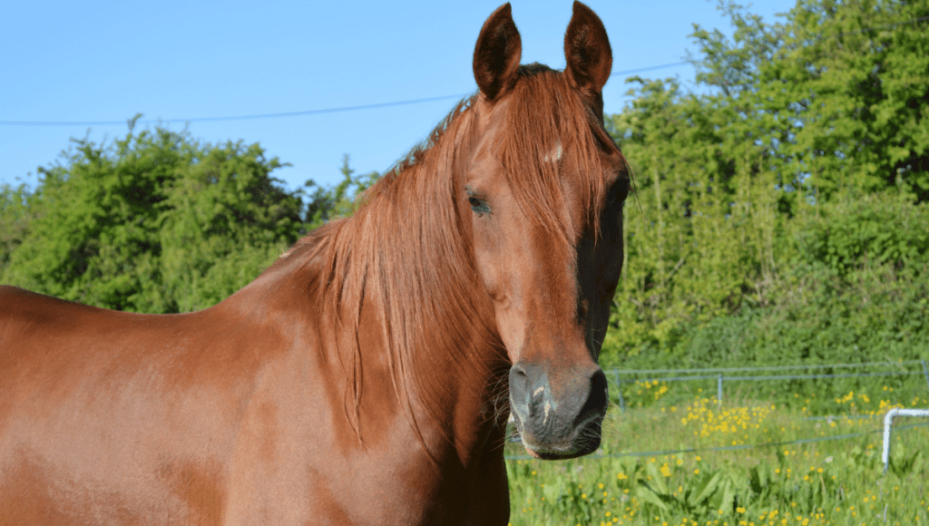 horse in summer