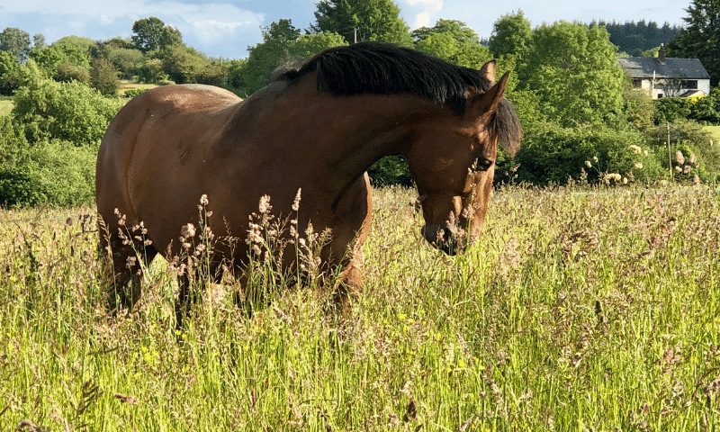 horse in the pasture