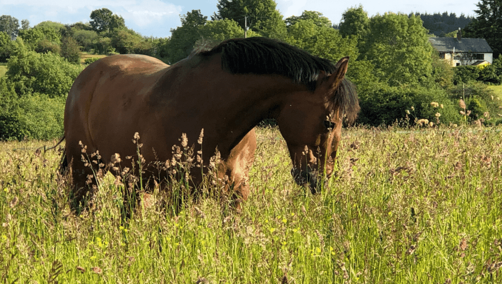 horse in the pasture