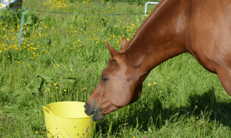 horse with bucket feed