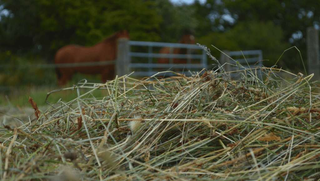 horses and hay
