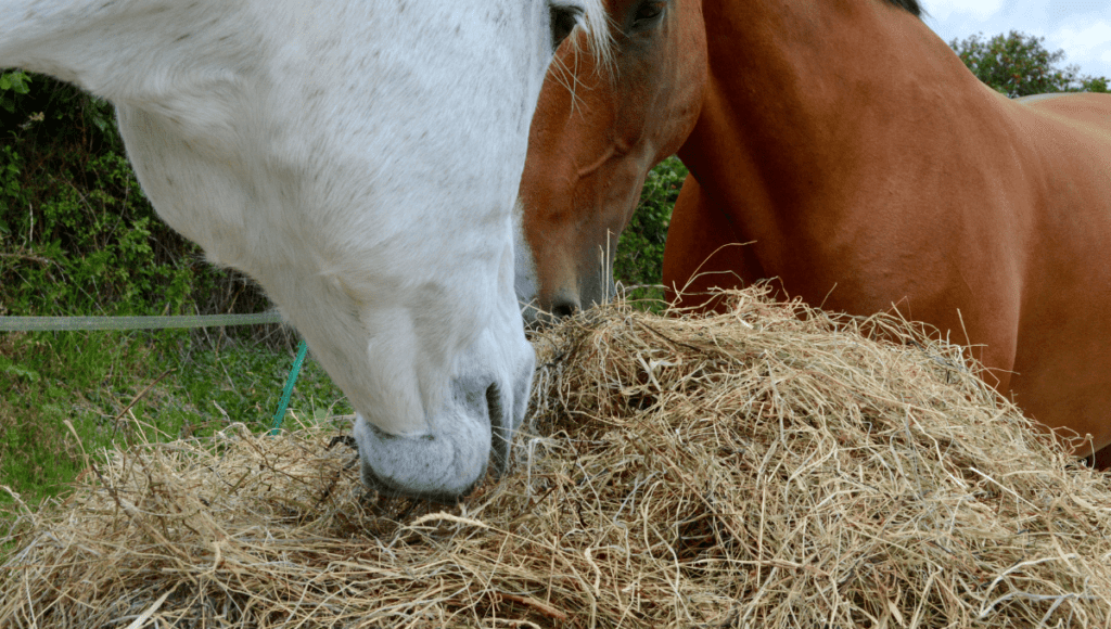 horses eating forage