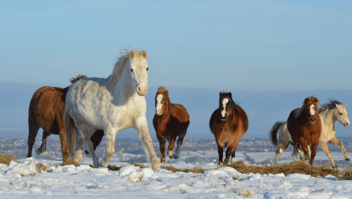 horses prone to laminitis