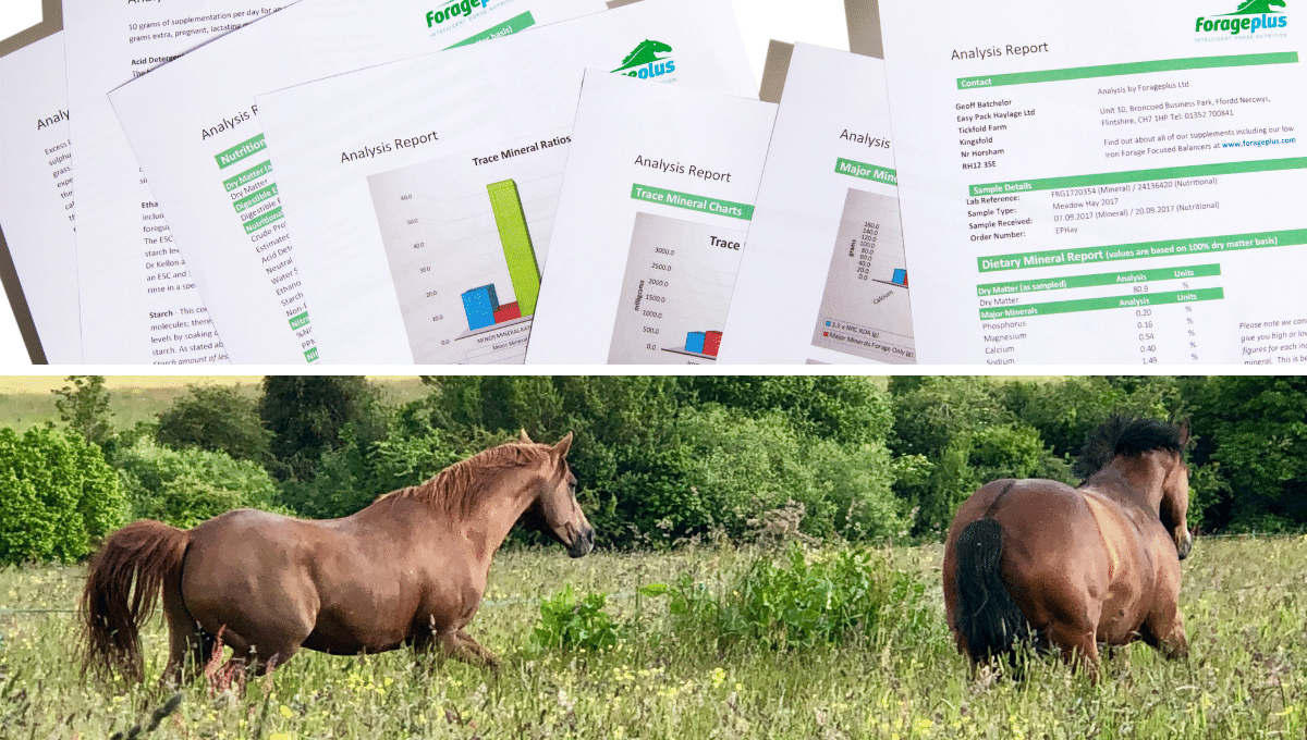 understanding horse forage analysis reports