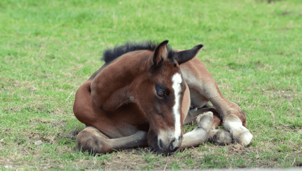 young horse