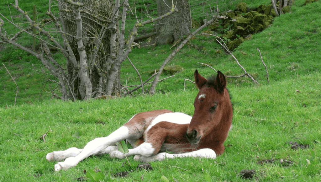 young horse lying in the pasture