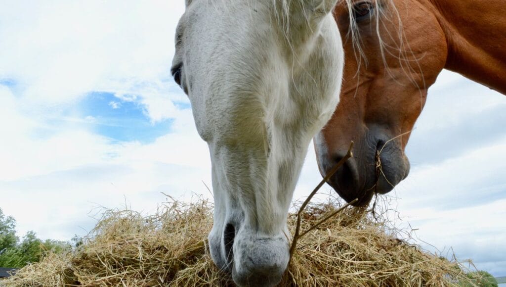 Analysis for Laminitis Prone Horse