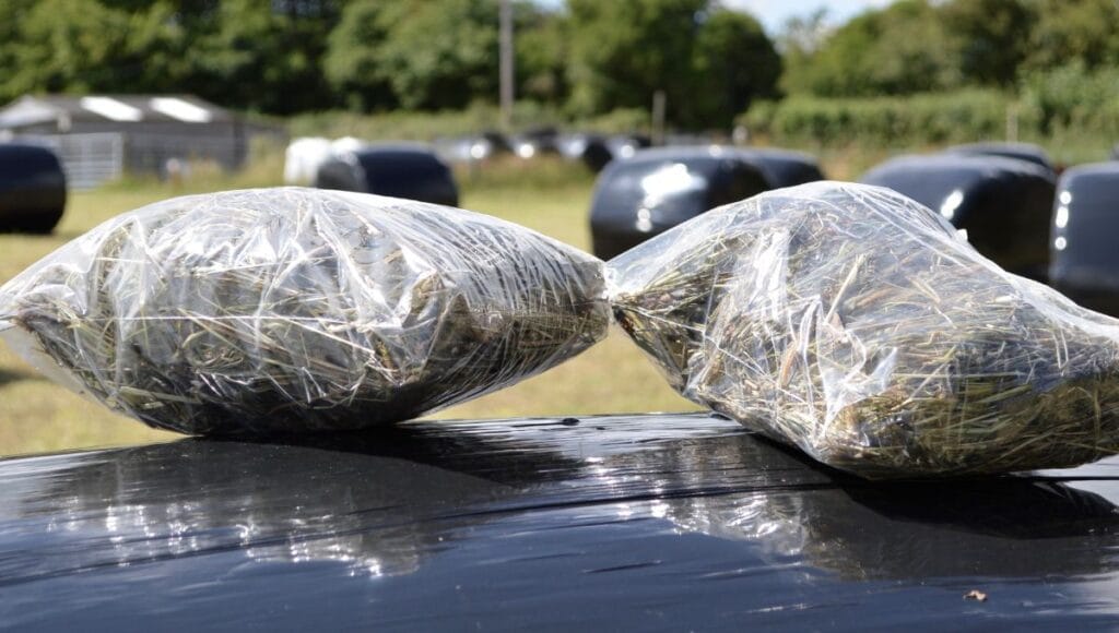 Which Horse Forage Analysis