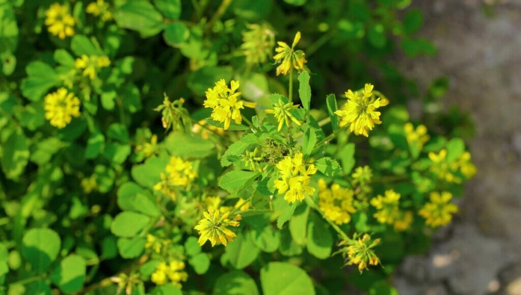 The fenugreek plant currently in flower before seeds are produced