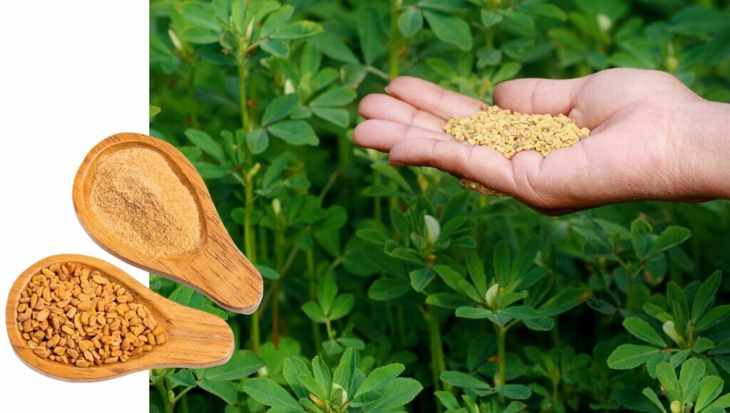 A close up of the fenugreek plant containing fenugreek seeds for horses