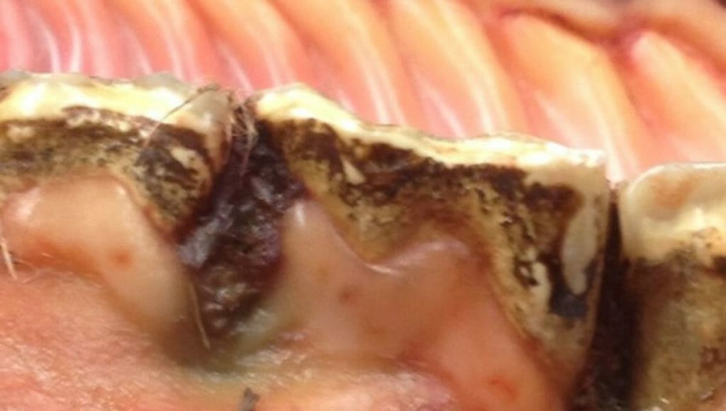 Horse Teeth Senile Diastema