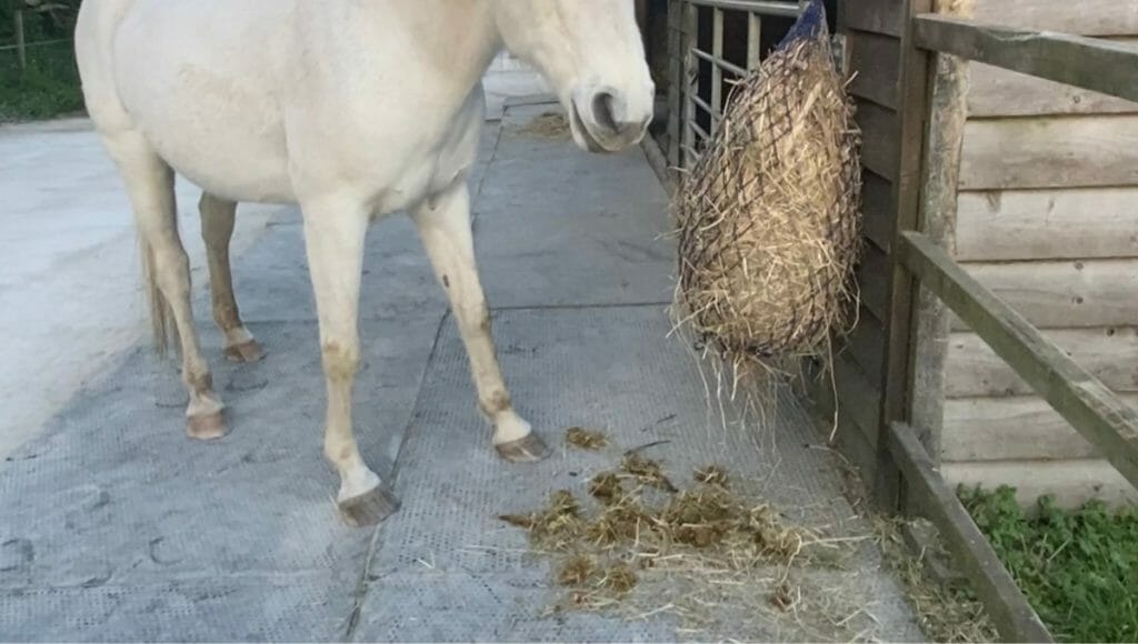 Old horse quidding hay