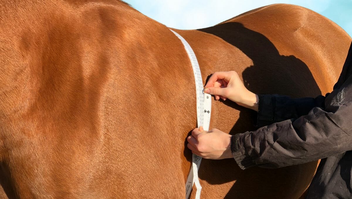 Horse weight: Take Control of the Numbers