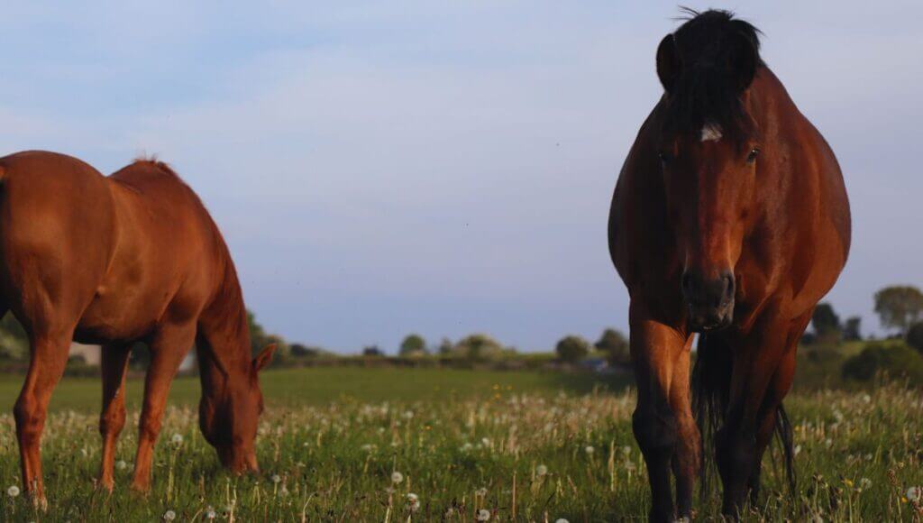 Protein for horses prone to laminitis