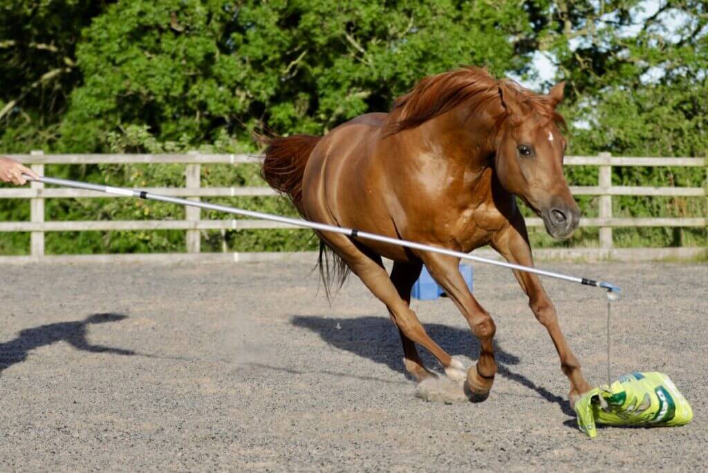 Horse Exercise for Weight Control
