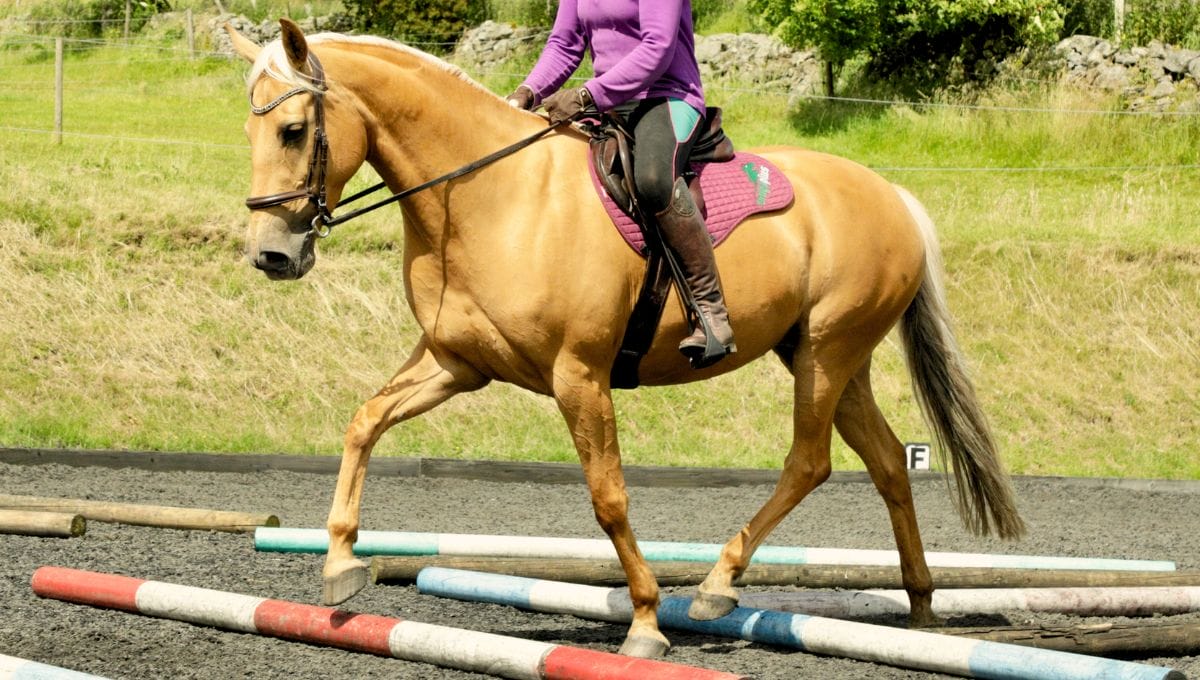 Helping Your Fat Horse: Weight Management & Better Health