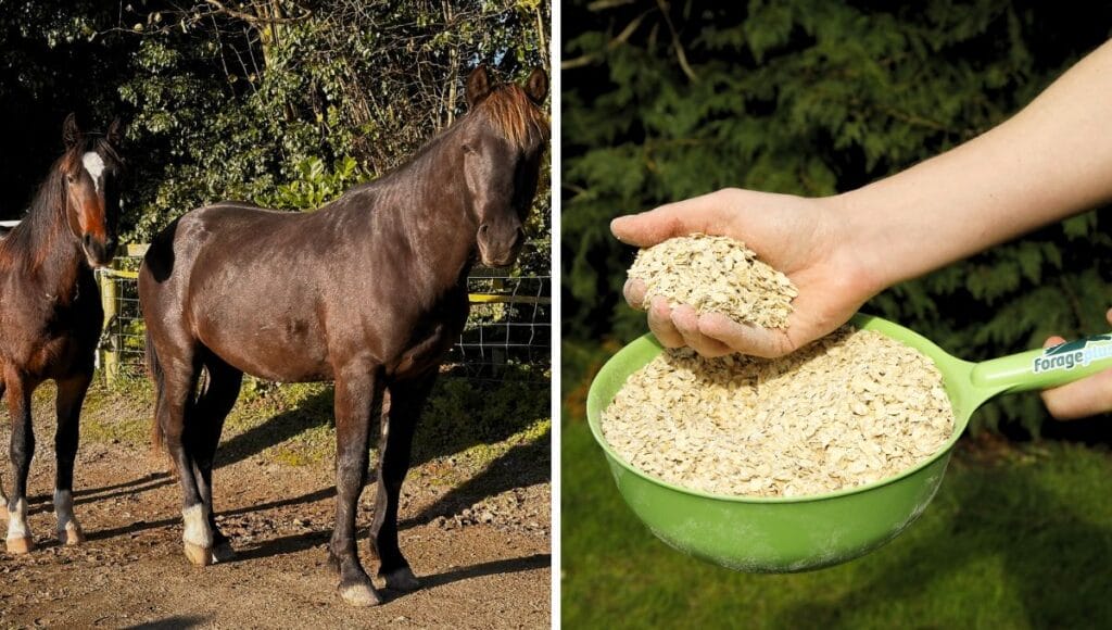 Forageplus Oats for Young Horses