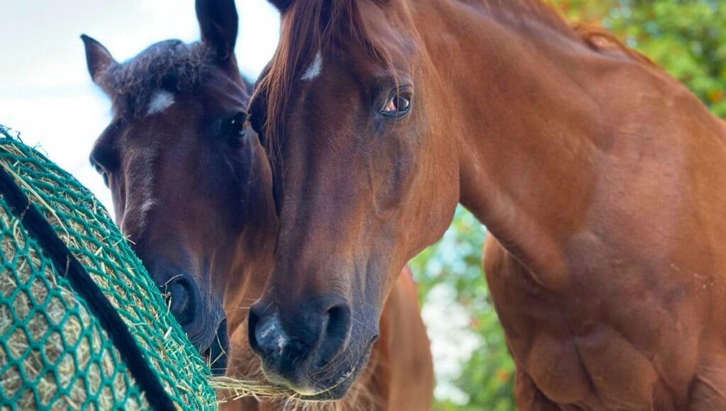 Is chaff better than horse hay