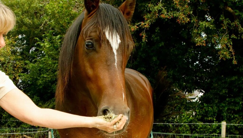 Using chaff for horses as food rewards