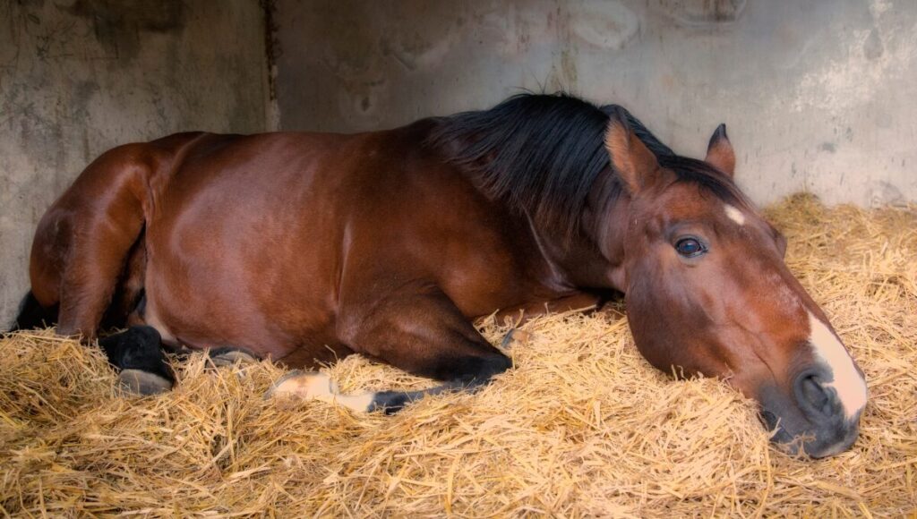 horse in a stable lying on straw