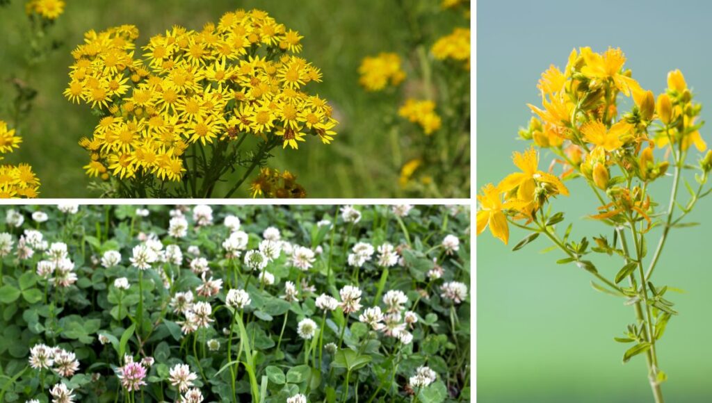 Ragwort, white clover, St John's wort | plants which cause horse photosensitivity