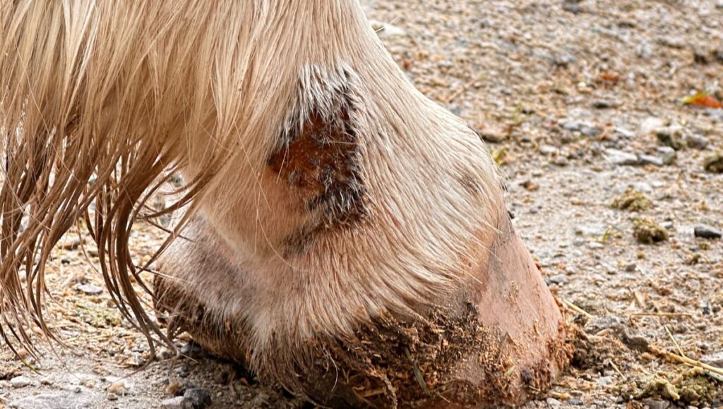 Early mud fever on horse leg