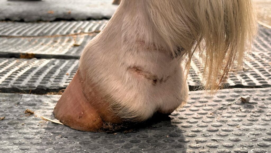 Sun burn can start mud fever