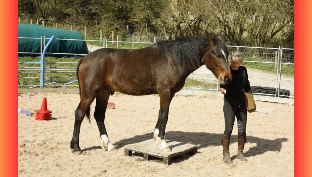 Positive Reinforcement Horse Training