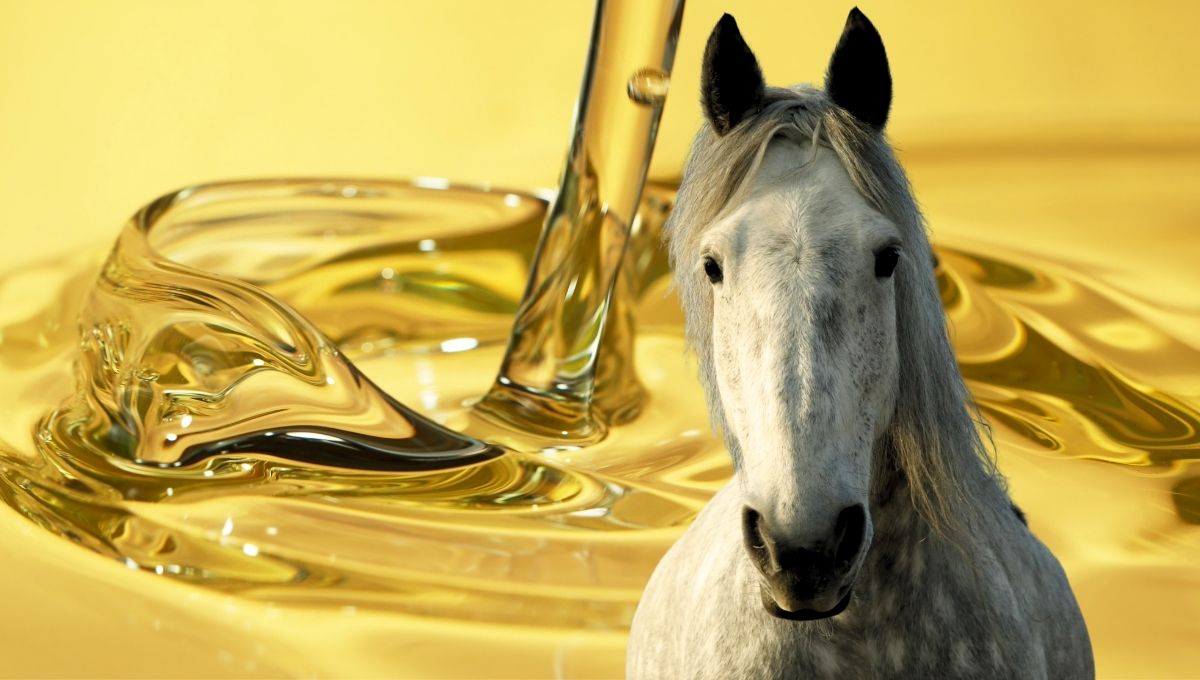 Seed Oils in Horse Feed