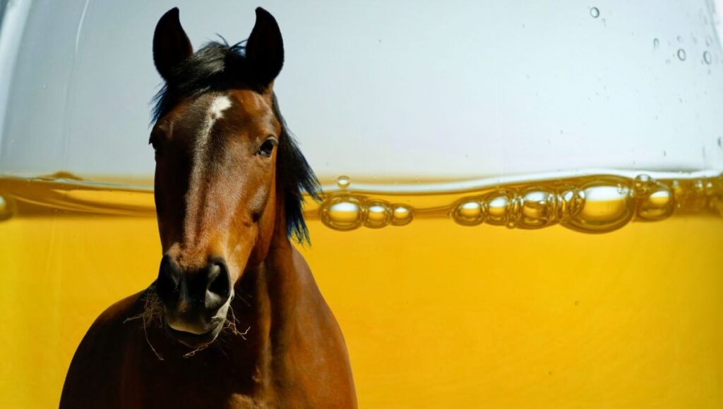 Vegetable Oils in Horse Feed