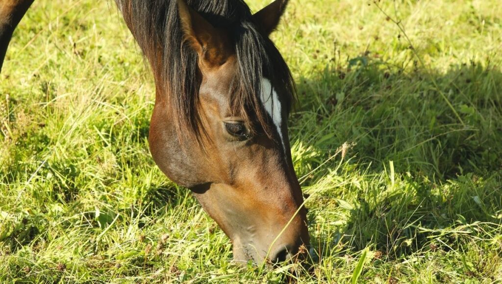 Does Fructan Cause Laminitis in Horses