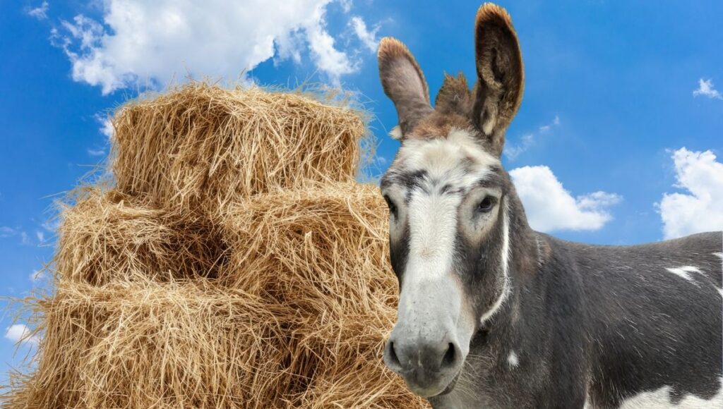 Feeding straw to donkeys