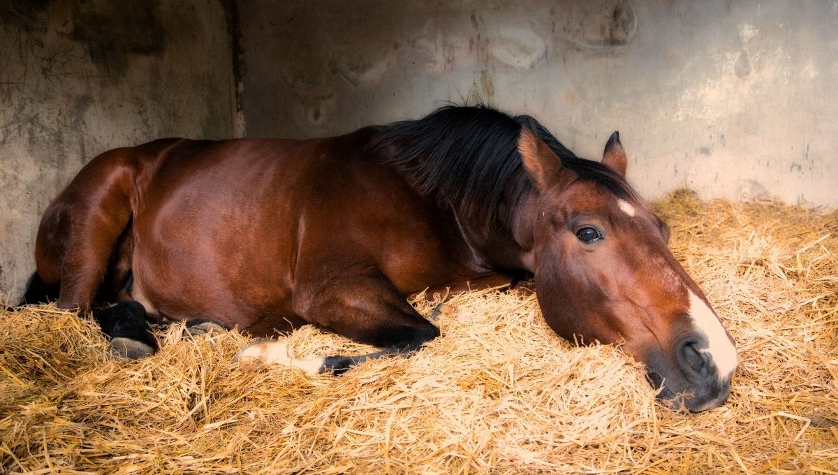 horse on straw bed