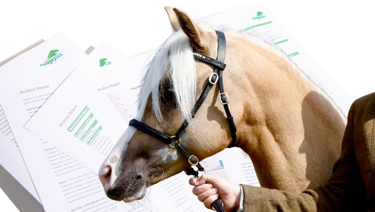KPU in Horses: What the Scientific Evidence Actually Says 3 Forageplus hay nutritional analysis and a palomino horse