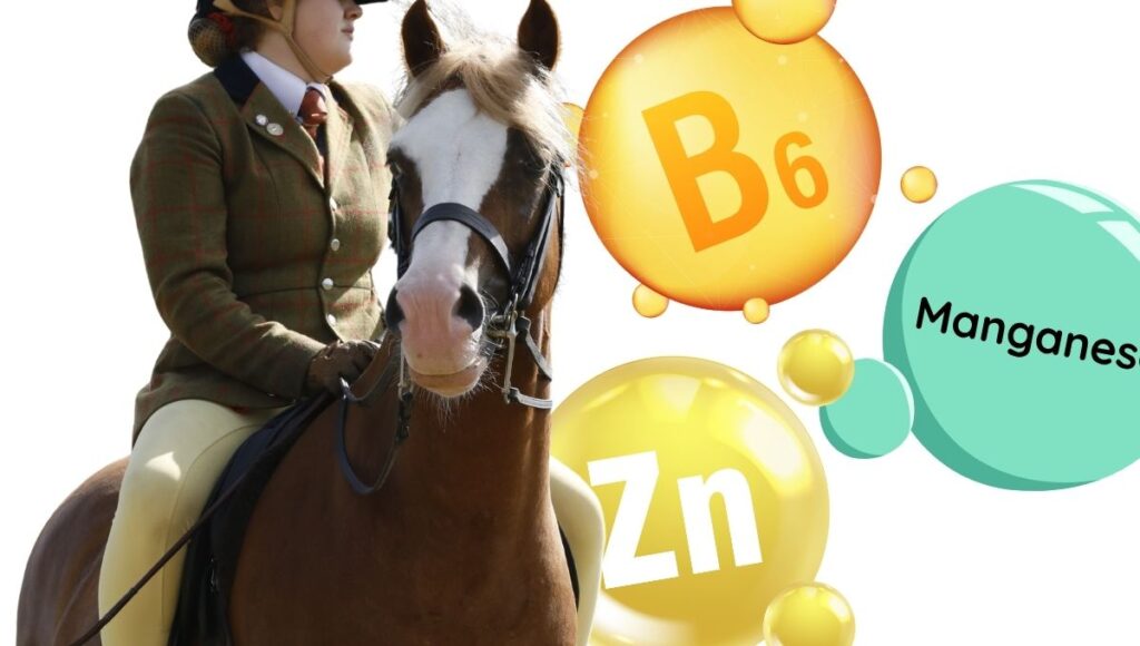 KPU in Horses: What the Scientific Evidence Actually Says 2 KPU targeted horse supplementation