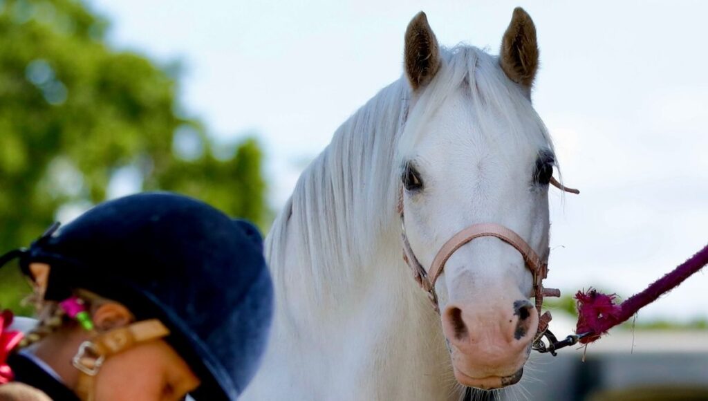 Underfeeding metabolic horses and ponies. White pony with rider in focus